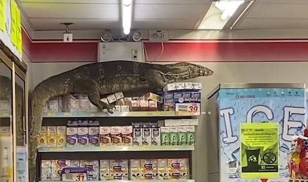 Tajlandia. Ogromna jaszczurka wspinała się po sklepowych półkach. "Godzilla istnieje!" [WIDEO]