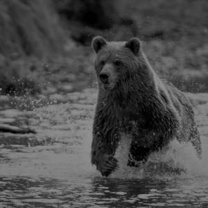Turyści przepędzili niedźwiedzia. Godzinę później wrócił i dokonał śmiertelnego ataku