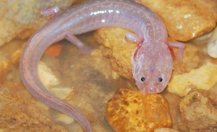 Myślisz, że bywasz leniwy? To zwierzę nie ruszyło się od 7 lat!    