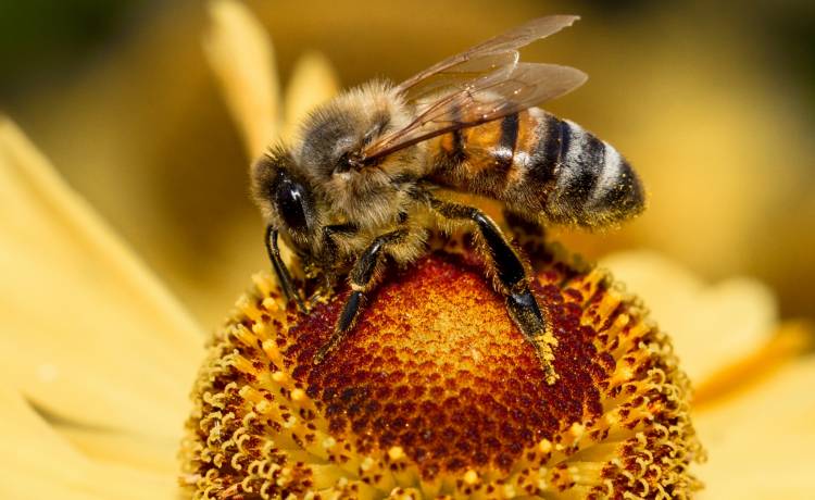 Egipcjanin chciał ukarać 7-letniego syna. Wysmarował chłopca miodem i zanęcił pszczoły