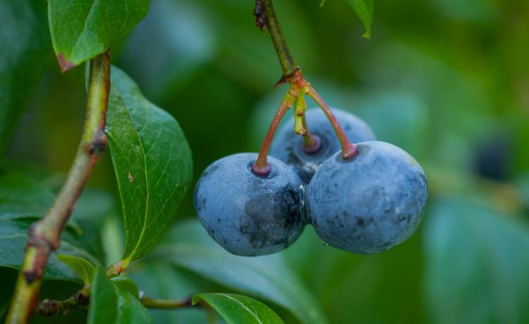 fot. ARKADIUSZ ZIOLEK/East News