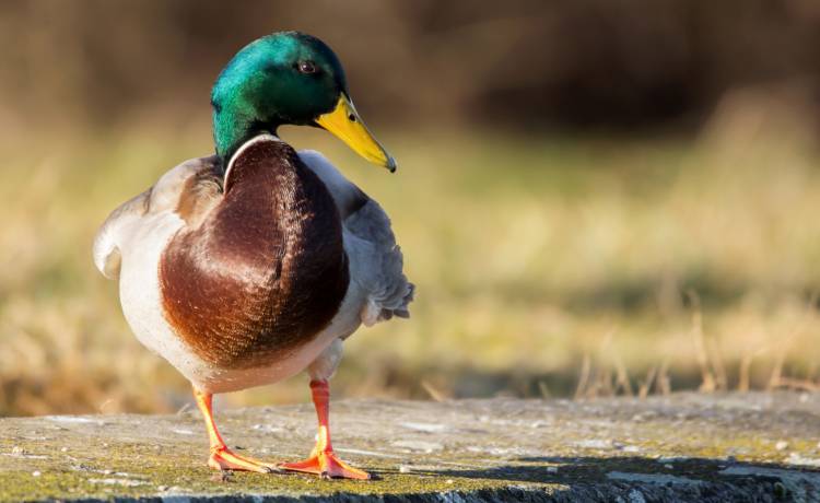 Nowi podopieczni wrocławskiego zoo! Są gatunkiem krytycznie zagrożonym! [ZDJĘCIA]