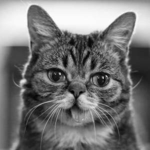 Nie żyje Lil Bub. Słynna kotka odeszła po walce z chorobą