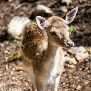 Psia mama opiekuje się małym jelonkiem. Rozczulające nagranie porusza! "Mama to zawsze mama" [WIDEO]