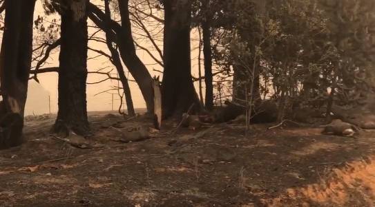 Mnóstwo zwierząt zginęło przy drodze uciekając przed pożarem. Przerażające nagrania z Australii [18+]