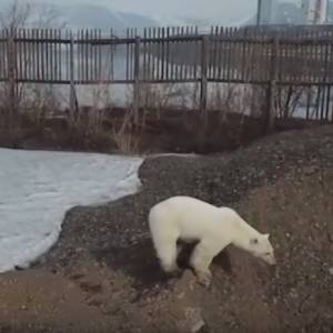 Wycieńczona niedźwiedzica polarna szuka jedzenia w mieście. Przewędrowała tysiące kilometrów [WIDEO]