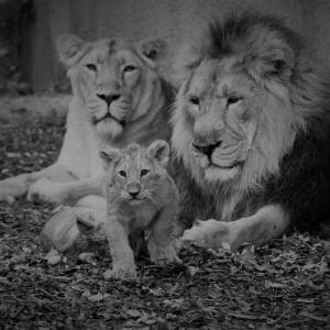 Znaleziono ciało mężczyzny. Makabrycznego odkrycia dokonano na wybiegu dla lwów