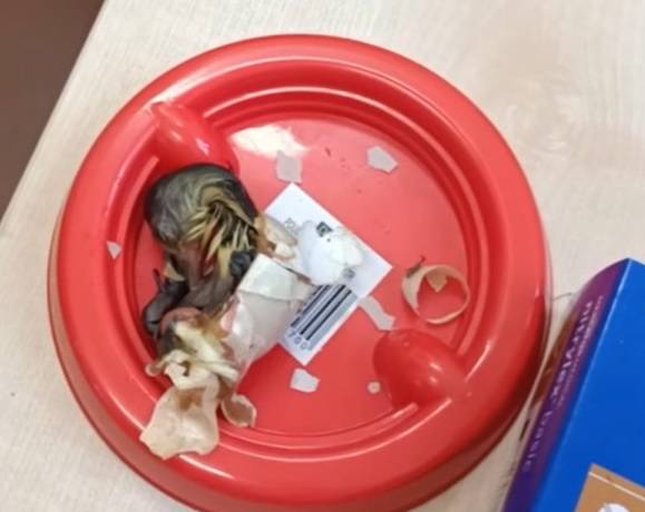 Opiekunowie wrocławskiego zoo przeprowadzili skomplikowaną operację. Dzięki niej wykluły się rzadkie pisklęta! [WIDEO]