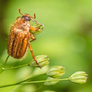 Ten owad jest teraz niezwykle aktywny. Czy guniak czerwczyk może zaszkodzić? 
