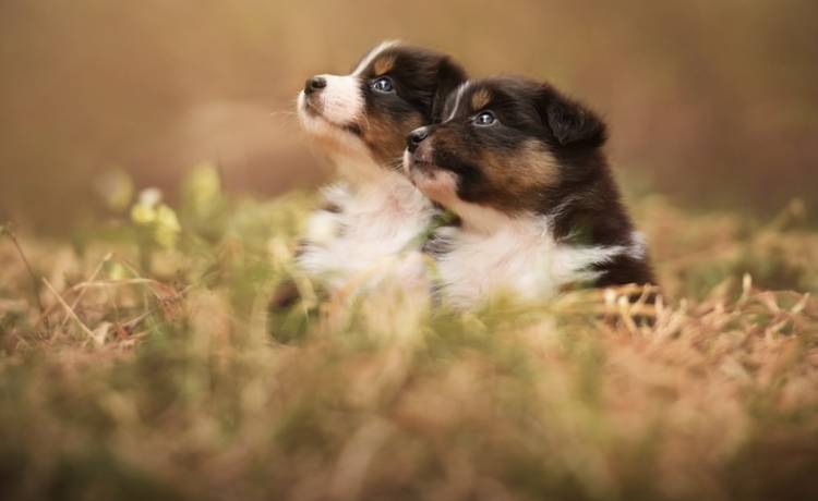 Małego szczeniaczka porwała... sowa! Szczęśliwy finał nieprawdopodobnej historii