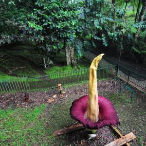 „Trupi kwiat” zakwitł w Sydney. To bardzo rzadki przypadek 