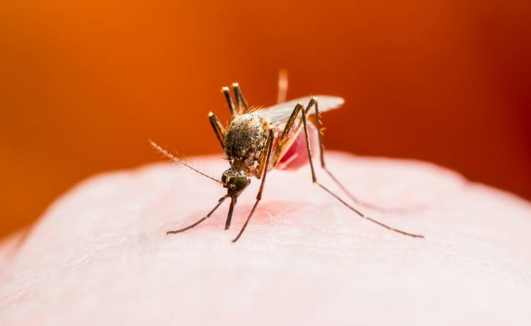 Niepokojący bunt natury. To one przenoszą choroby zakaźne i są już w Europie. Sprzyjają im zmiany klimatu 