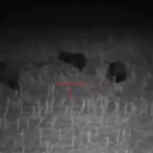 Myśliwy spotkał na polu gromadę 38 niedźwiedzi! Nagranie opublikował w sieci [WIDEO]