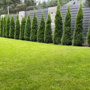 Co zamiast tui przy ogrodzeniu? Ta rośnie szybciej i wygląda efektowniej!                               