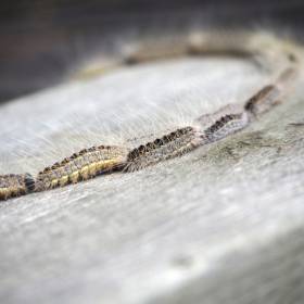 Spotkanie tej gąsienicy grozi gorączką i zawrotami głowy. Co robić, gdy dojdzie do kontaktu?
