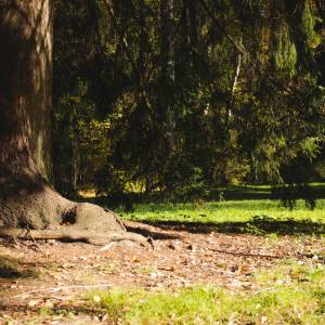 Jego ślina zawiera jad! To kolejny jadowity ssak żyjący w naszym kraju