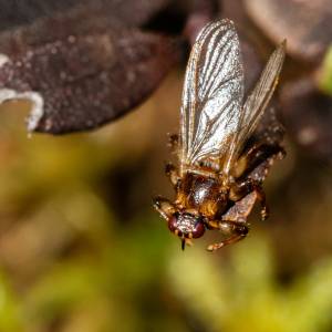 Strzyżak sarni to nie „latający kleszcz”. Ekspert obala popularny mit                           