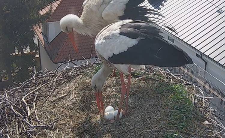 Tak wygląda bociania miłość! Czułe ujęcie trafiło do sieci [FOTO]