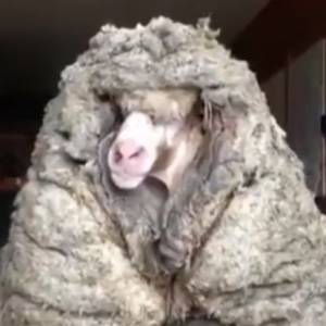 Dzika owca z Australii uratowana. Miała na sobie 35 kg wełny! Nagranie ze strzyżenia robi furorę w Internecie! [WIDEO]