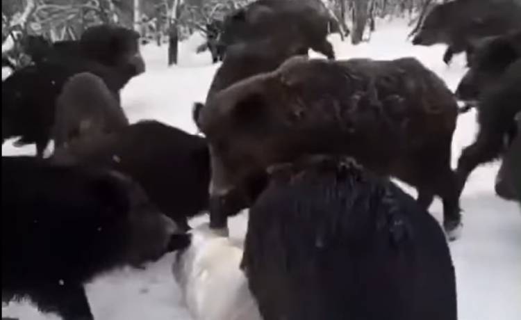 Nagranie z „dzikiej wyżerki” podbija sieć! Internauci: „Leśny Black Weekend” [WIDEO]