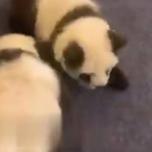 Farbowali psy, by wyglądały jak pandy. Internauci oburzeni