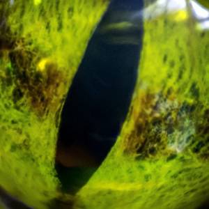 Monty Python - wąż z trzecim okiem! Niezwykły okaz pytona znaleziony w Australii!