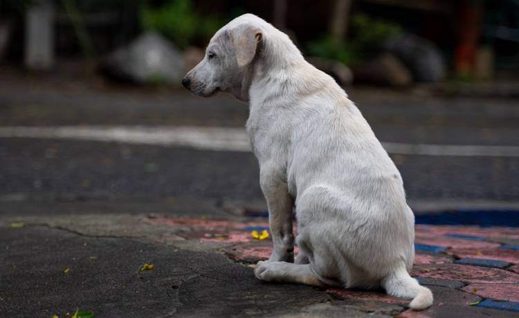 Pies błąkał się z ważnym listem. Treść wiadomości poruszyła tysiące osób [FOTO]