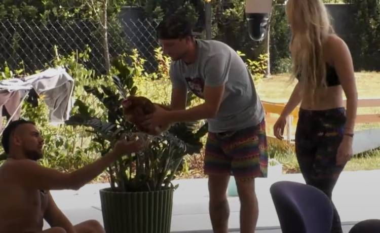 "Big Brother". Kury nie przeżyły pobytu w programie. Wielki Brat winą za śmierć obarcza uczestników