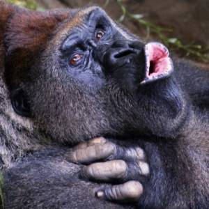 Zrelaksowane goryle pozują do selfie ze swoim opiekunem. Niesamowite zdjęcie!