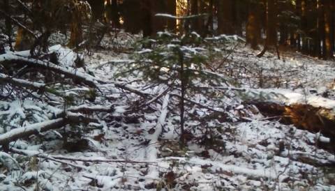 Test na spostrzegawczość! Dostrzegasz GO w leśnej gęstwinie? [WIDEO]