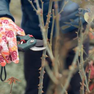  Zrób to w listopadzie, a twoje róże nie zachorują! Ogrodnicy zdradzają prosty trik