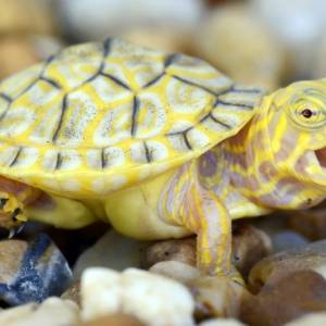 Wyjątkowy żółw albinos: Urodził się z sercem bijącym poza pancerzem