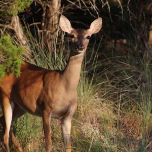 Łania wpadła do wykopu. Uratowali ją strażacy i przyrodnicy [FILM]                  