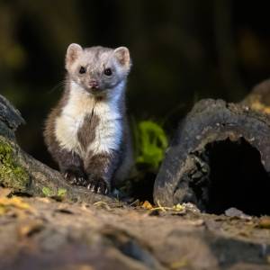 To skutecznie odstrasza kuny. Gryzonie natychmiast opuszczą podwórko