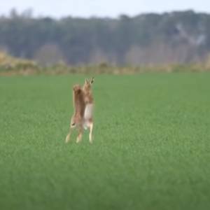 Waleczne zające atakują! Nagranie z bokserskiej walki zwierzaków robi furorę w sieci [WIDEO]