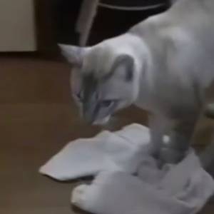 Ten zwierzak ma nietypową pasję - w wolnym czasie poleruje podłogę [WIDEO]