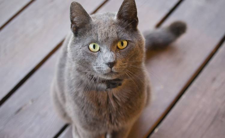 "Koci dziadek" skradł serca internautów! 