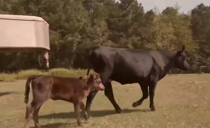 Pięcionogi cielak uratowany! "Uświadomiłem sobie, że jeśli nikt go nie kupi, cielę umrze"
