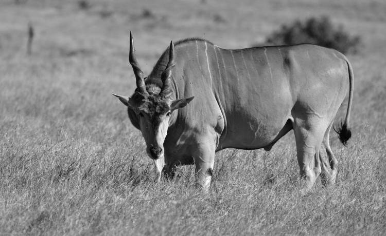 Śmiertelny wypadek w zoo. Antylopa zabiła mężczyznę