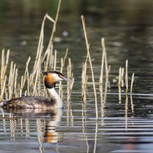 Wymiotujący perkoz został ptakiem stulecia. W głosowaniu doszło do oszustwa