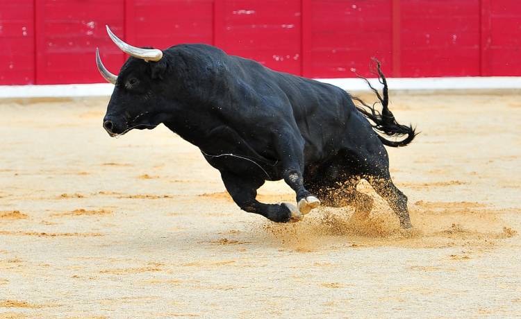 52-letni rolnik zginął zaatakowany przez byka 