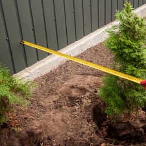 W jakiej odległości od płotu sadzić tuje? O tym wielu Polaków nie wie