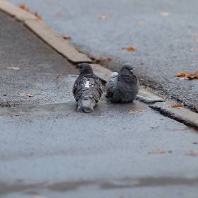 Jego ukąszenie może doprowadzić do śmierci. Obrzeżek wchodzi do domu przez okna 