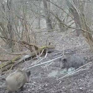 Trzynogi dzik w fotopułapce! Nietypowe nagranie trafiło do sieci [WIDEO]
