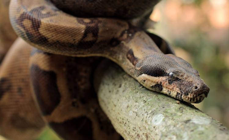 Wielki pyton nie mógł zejść z płotu. Jego rozmiar zdumiał ratowników [FOTO]