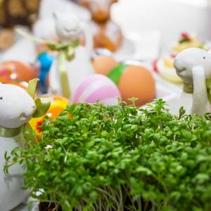 Zasiałeś rzeżuchę? Wykorzystaj ją jako składnik w kuchni [PRZEPISY]