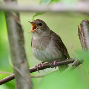 Co oznacza słowik pojawiający się w pobliżu domu?   