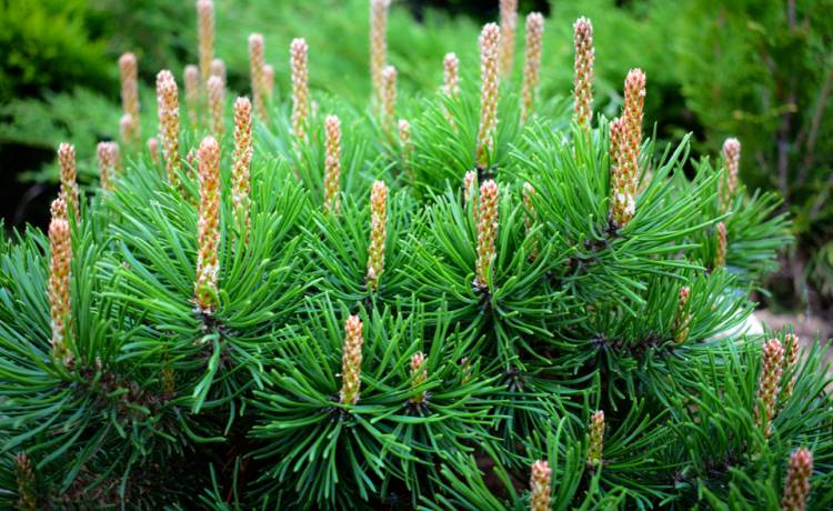 Syrop z pędów sosny - jak zrobić?, fot. Shutterstock