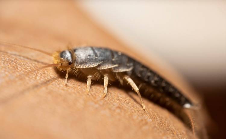 Rybiki w łazience i kuchni? Tak się ich pozbędziesz