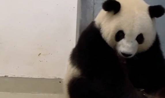 Na świat przyszły pandy-bliźnięta! Niesamowite nagranie szczęśliwej mamy trafiło do sieci [WIDEO]